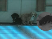 Perros gran hermano